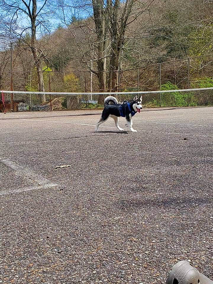 Raider joined the competition — help win amazing prizes! asphalt, carnivore, collar, companion_dog, dog, dog_breed, dog_supply, grass, landscape, leash, pet_supply, plant, road, road_surface, sidewalk, sky, soil, tail, tar, tree