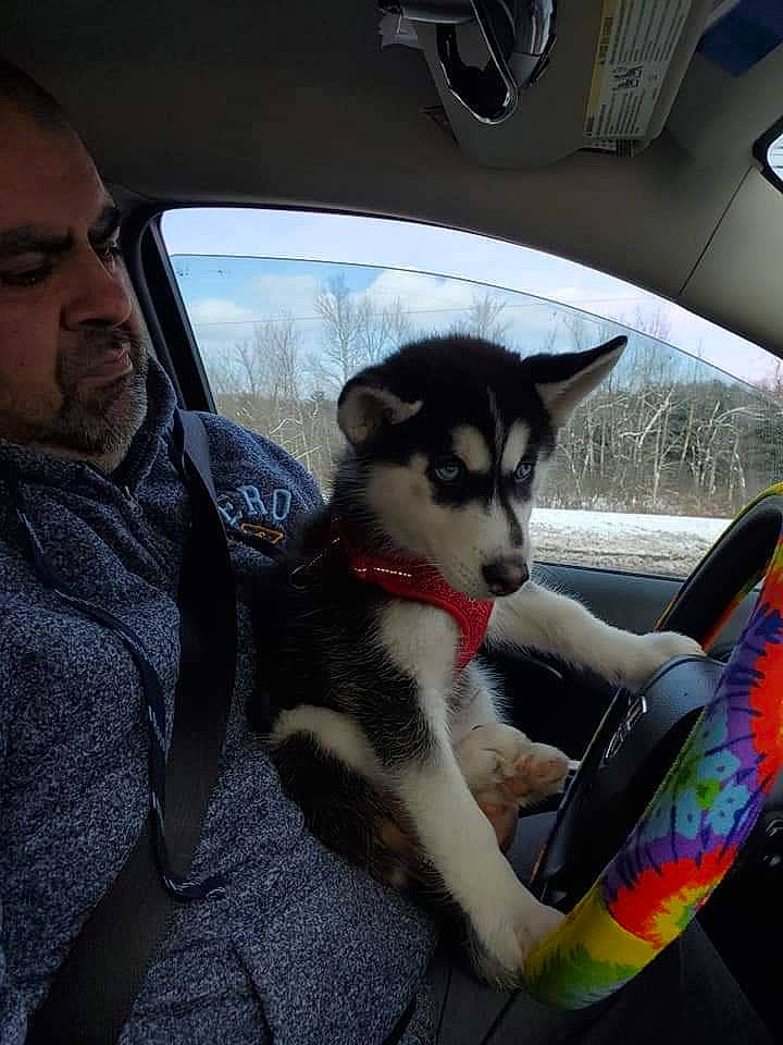 Raider joined the competition — help win amazing prizes! auto_part, car, carnivore, companion_dog, dog_breed, eye, felidae, fur, human_leg, leg, recreation, sitting, sky, sled_dog, small_to_medium_sized_cats, snout, tail, tree, whiskers, windshield