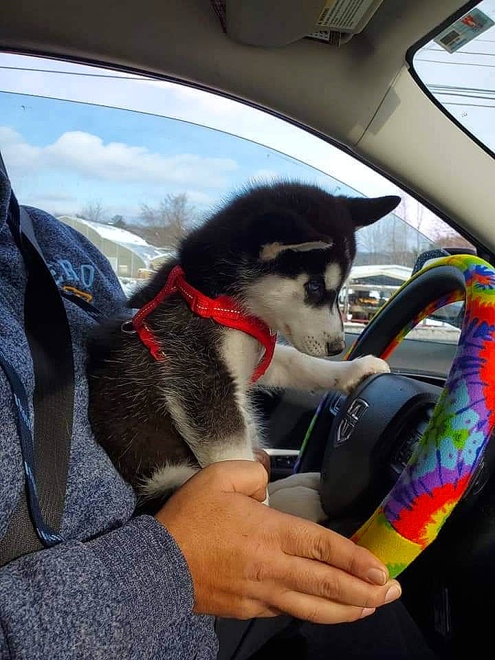 Raider is registered to the contest to win money with this photo: auto_part, automotive_design, automotive_exterior, automotive_lighting, automotive_tire, automotive_wheel_system, car, dog, eyewear, hand, mode_of_transport, motor_vehicle, personal_luxury_car, plant, sky, snout, steering_part, steering_wheel, vehicle, vehicle_door