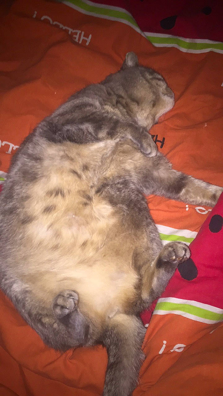 Boule participe au concours pour gagner de l'argent avec cette photo : canidae, carnivore, cat, dog_breed, felidae, small_to_medium_sized_cats, snout