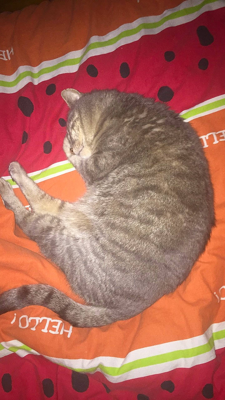 Boule a rejoint le concours — aidez-le/la à gagner de superbes lots ! asian, british_shorthair, california_spangled, carnivore, cat, cat_bed, chartreux, domestic_short_haired_cat, european_shorthair, felidae, korat, russian_blue, scottish_fold, small_to_medium_sized_cats, tail, whiskers