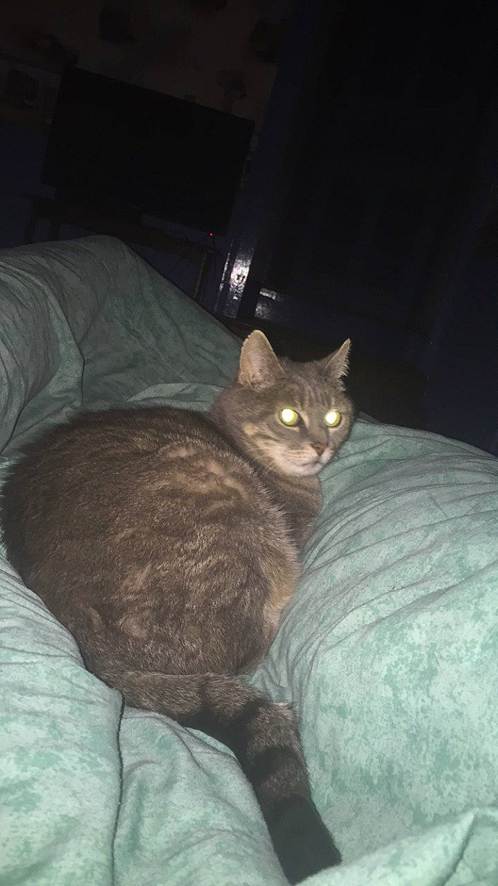 Boule a rejoint le concours — aidez-le/la à gagner de superbes lots ! asian, black_cat, carnivore, cat, domestic_short_haired_cat, european_shorthair, felidae, german_rex, korat, mammal, nebelung, small_to_medium_sized_cats, tail, whiskers