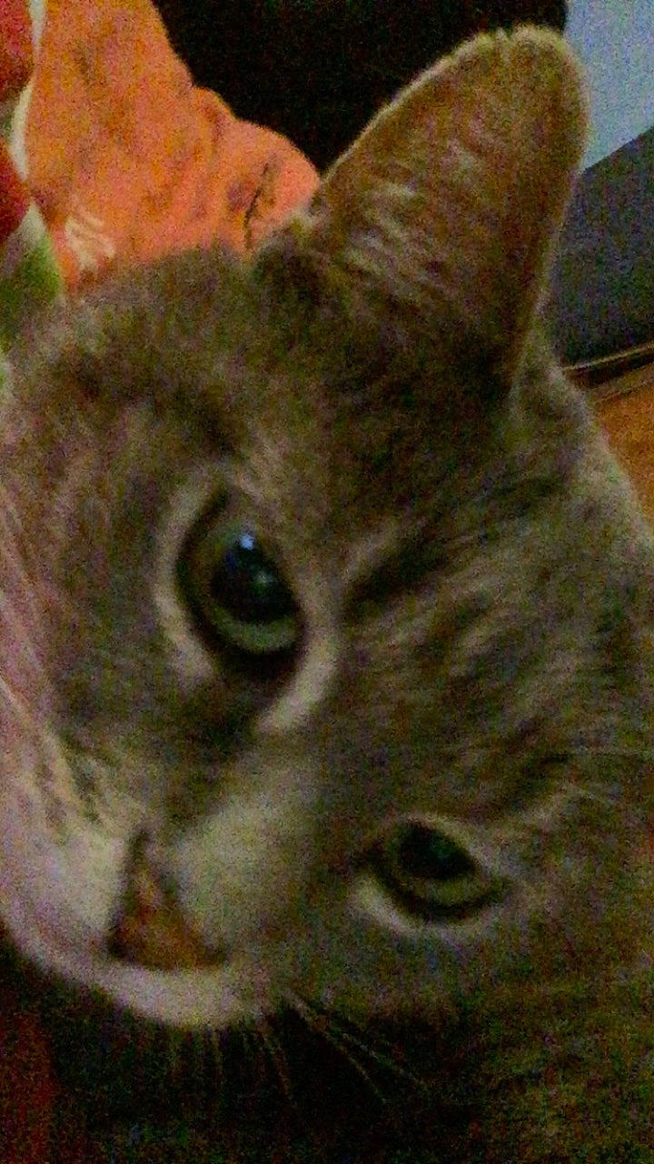 Boule participe au concours pour gagner de l'argent avec cette photo : american_wirehair, asian, australian_mist, california_spangled, carnivore, cat, chausie, domestic_short_haired_cat, european_shorthair, felidae, german_rex, kitten, mammal, singapura, small_to_medium_sized_cats, snout, tabby_cat, vertebrate, whiskers