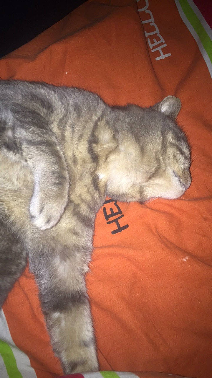 Boule participe au concours pour gagner de l'argent avec cette photo : carnivore, cat, chartreux, domestic_short_haired_cat, european_shorthair, felidae, mammal, small_to_medium_sized_cats, tail, whiskers