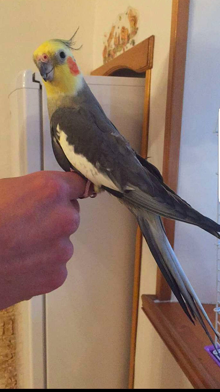 La Petite a rejoint le concours — aidez-le/la à gagner de superbes lots ! beak, bird, budgie, cockatiel, cockatoo, leg, parakeet, parrot, tail, vertebrate, wing