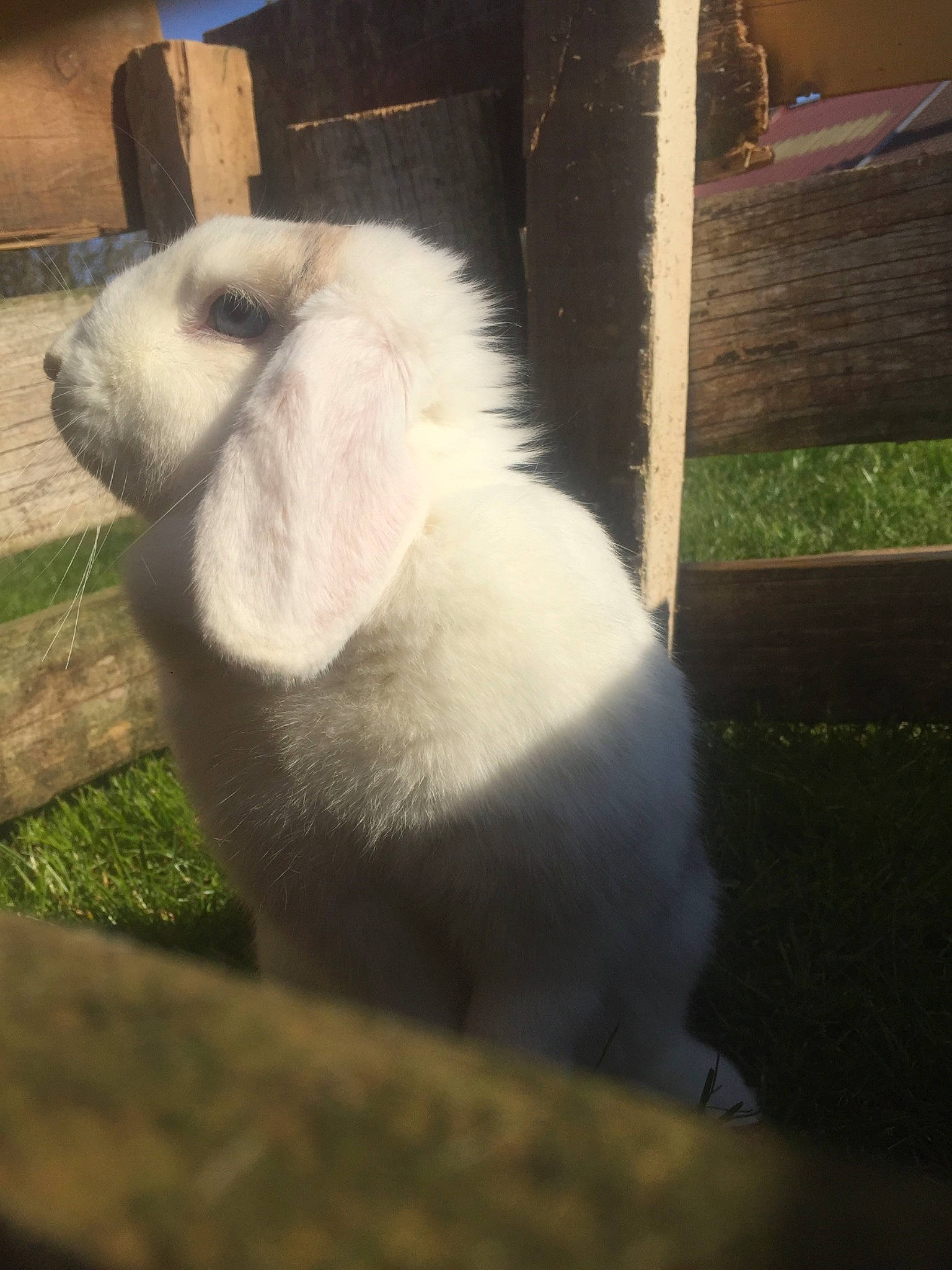 Bébé Choux a rejoint le concours — aidez-le/la à gagner de superbes lots ! domestic_rabbit, ear, fawn, fur, nose, rabbit, rabbits_and_hares, skin, sky, snout
