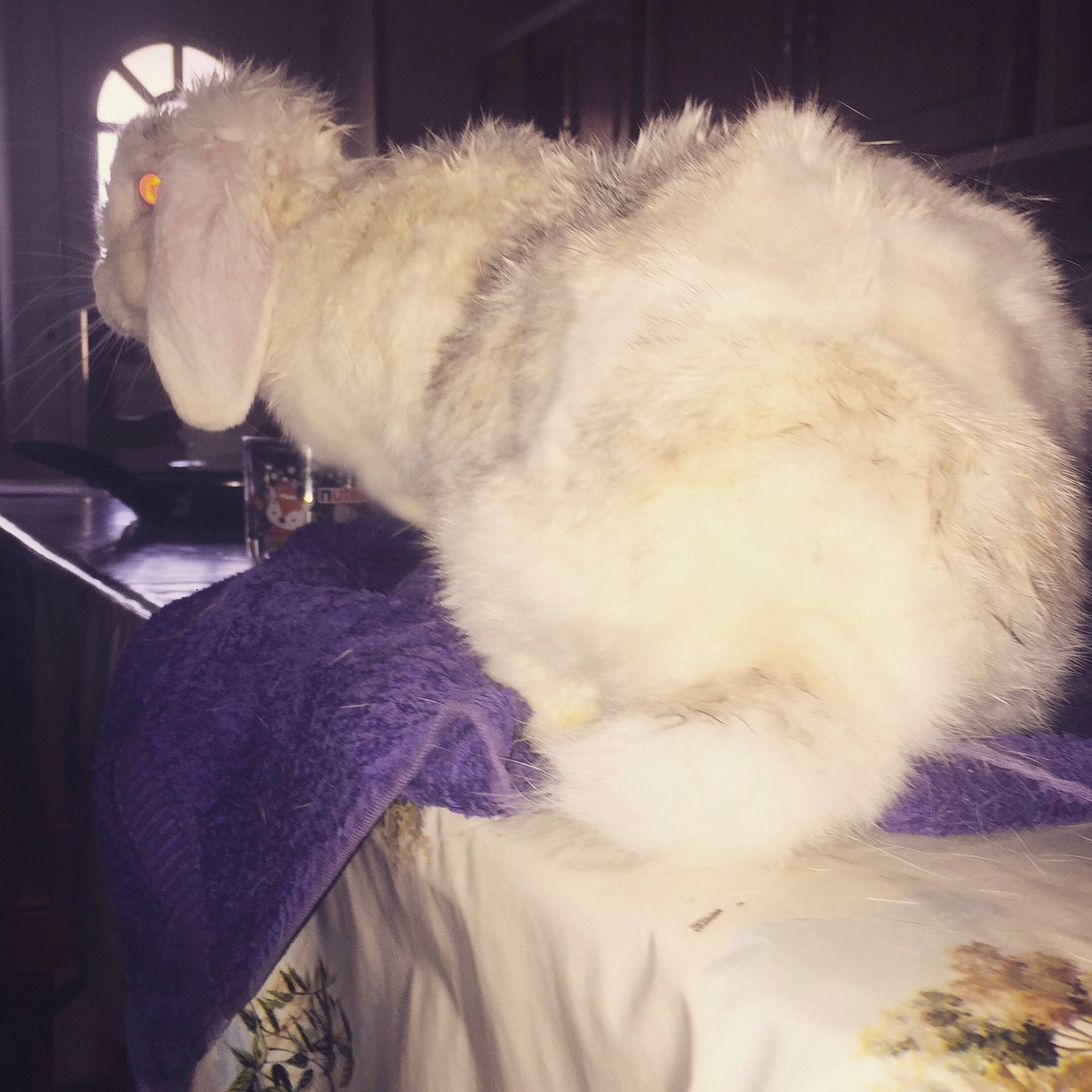 Bébé Choux participe au concours pour gagner de l'argent avec cette photo : carnivore, cat, ear, felidae, fur, sky, small_to_medium_sized_cats, tail, textile, whiskers