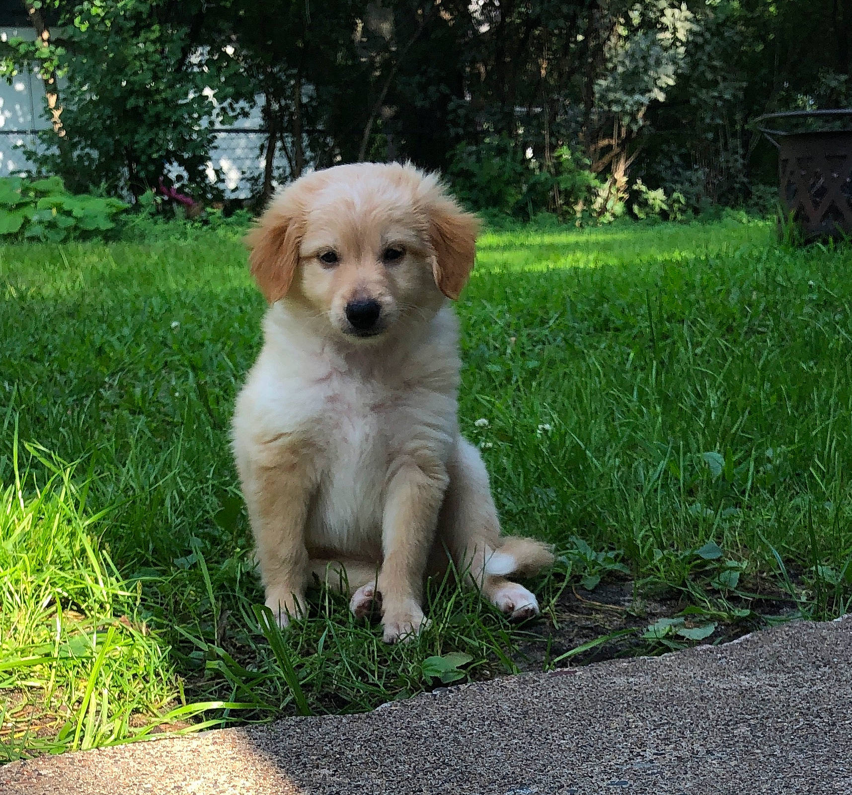 Oso joined the competition — help win amazing prizes! basque_shepherd_dog, canidae, carnivore, cavachon, companion_dog, dog, dog_breed, fawn, golden_retriever, hovawart, mammal, puppy, retriever, slovak_cuvac, small_greek_domestic_dog, sporting_group, vertebrate, working_dog