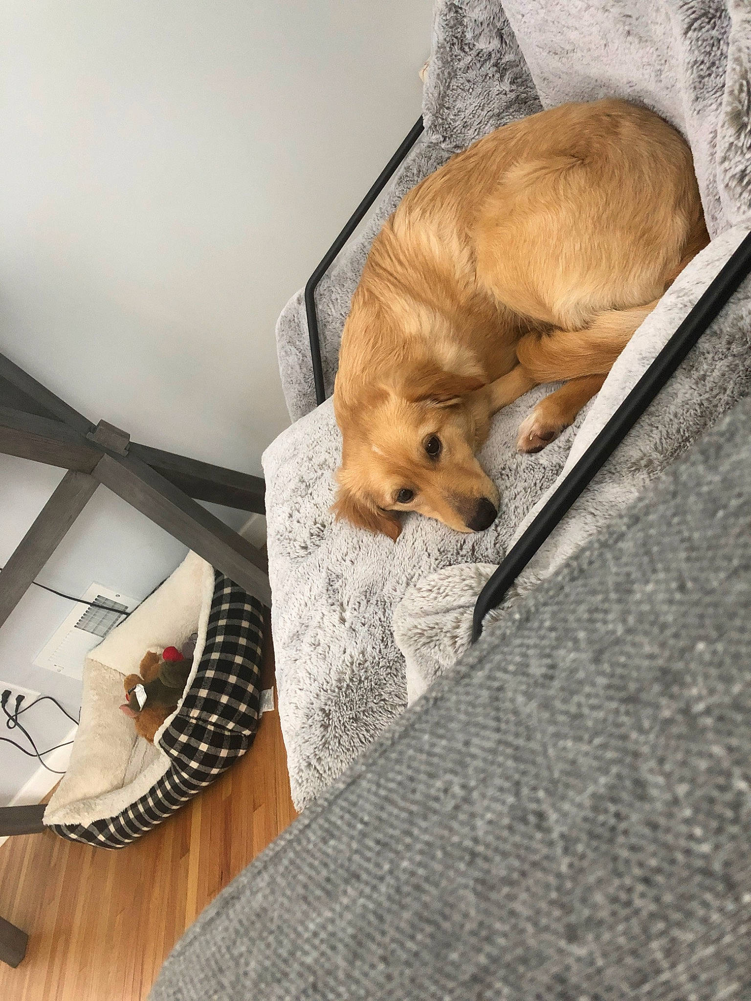 Oso is registered to the contest to win money with this photo: canidae, companion_dog, fawn, fur, gerbil, hamster, muridae, muroidea, prairie_dog, puppy, rodent, room, whiskers, wood