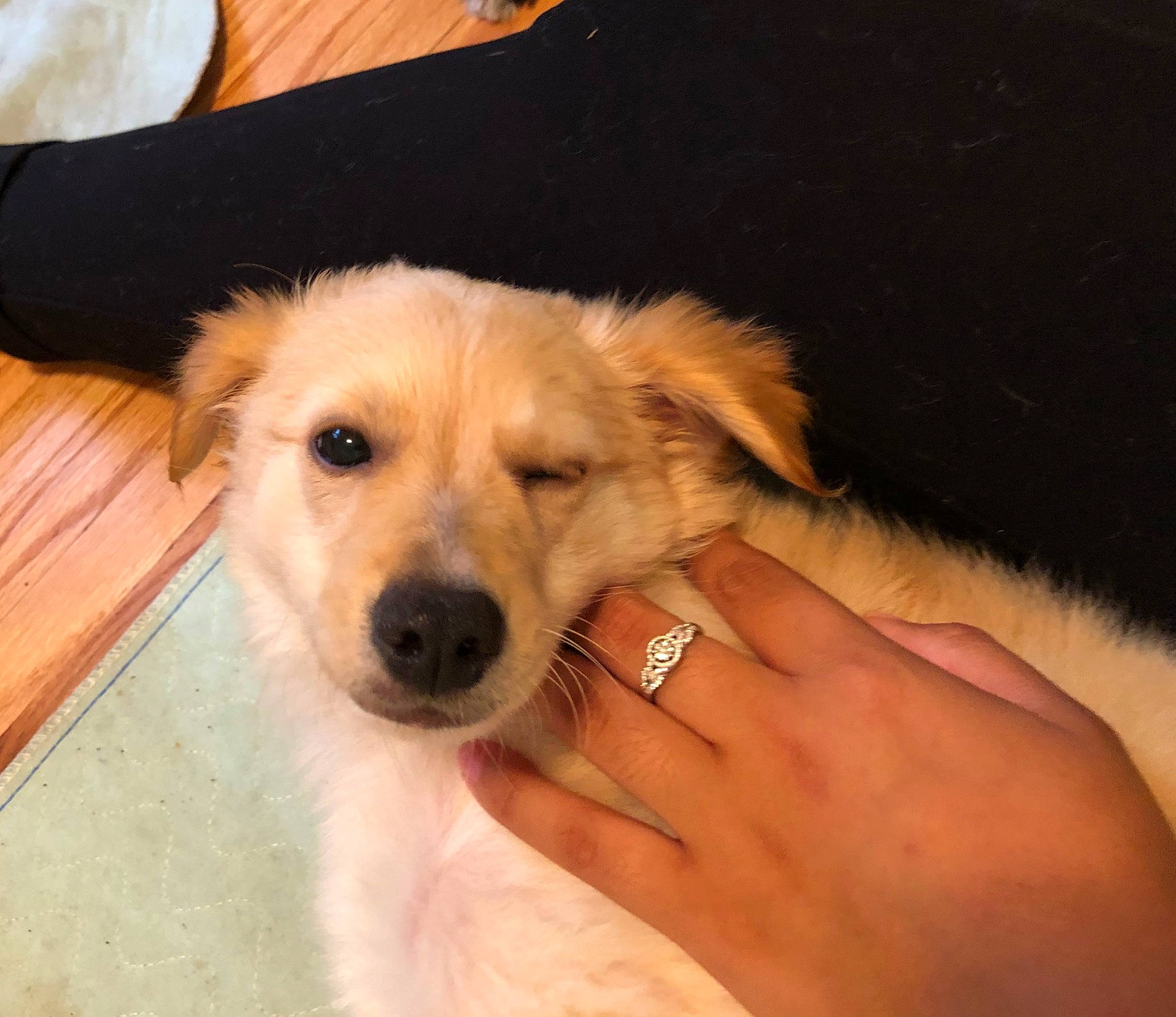 Oso is registered to the contest to win money with this photo: basque_shepherd_dog, canidae, carnivore, companion_dog, dog, dog_breed, fawn, golden_retriever, hand, mammal, nose, puppy, puppy_love, rare_breed_dog, retriever, silken_windhound, skin, small_greek_domestic_dog, snout, sporting_group