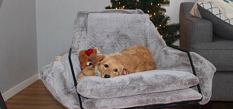 Oso joined the competition — help win amazing prizes! canidae, carnivore, comfort, companion_dog, couch, dog, dog_bed, dog_breed, furniture, golden_retriever, home, puppy, retriever, slipcover, sofa_bed, sporting_group