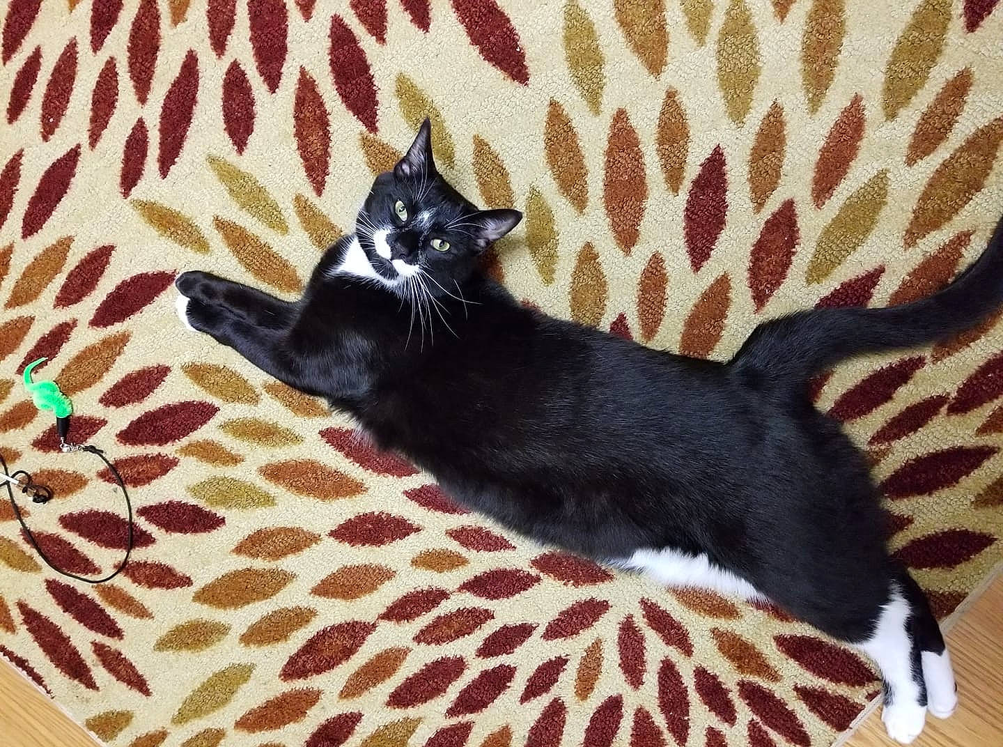 Magpie joined the competition — help win amazing prizes! asian, black_cat, carnivore, cat, domestic_short_haired_cat, european_shorthair, felidae, kitten, mammal, small_to_medium_sized_cats, tail, vertebrate, whiskers