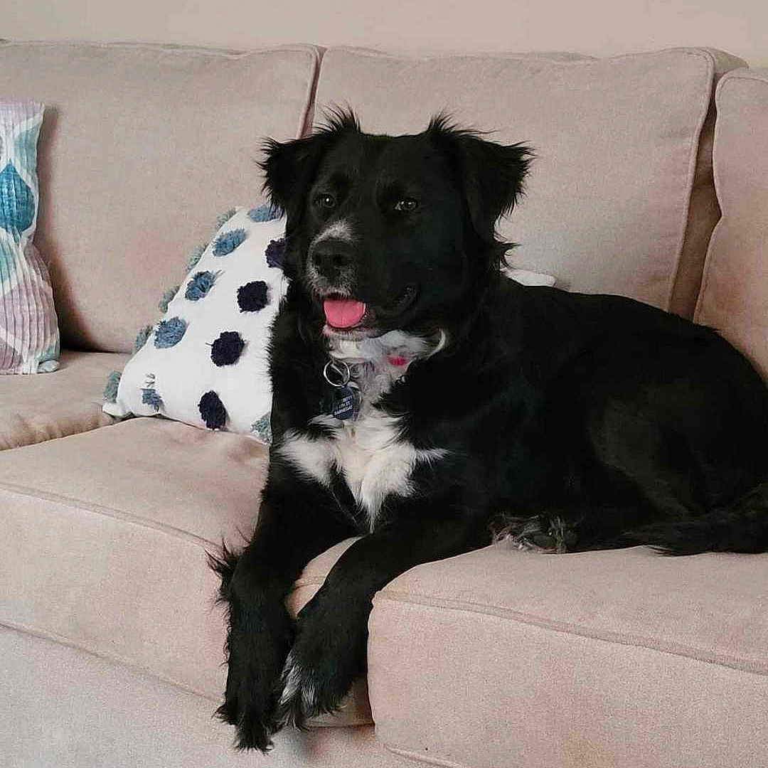 Meadow joined the competition — help win amazing prizes! animal, architecture, building, canine, cockerspaniel, couch, cushion, dog, dogbed, furniture, homedecor, indoors, labradorretriever, livingroom, person, pet, pillow, puppy, room, sitting