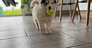 Titou participe au concours pour gagner de l'argent avec cette photo : accessories, animal, ball, canine, dog, eskimodog, furniture, hardwood, husky, indoors, interiordesign, pet, plywood, puppy, sphere, sport, strap, tennis, tennisball, wood