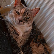 Thïna participe au concours pour gagner de l'argent avec cette photo : cat, feline, pet, indoor, resting, fur, whiskers, radiator, cozy, relaxed, closeup, animal, tabby, striped, domestic, mammal, sleepy, cute, companion, soft