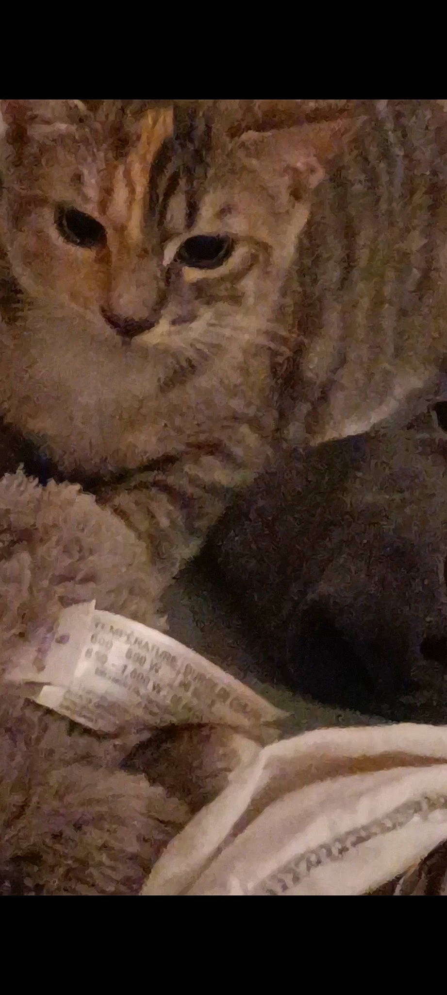 Thïna a rejoint le concours — aidez-le/la à gagner de superbes lots ! carnivore, cat, domestic_short_haired_cat, felidae, fur, paw, small_to_medium_sized_cats, snout, tail, visual_arts, whiskers, window, wood