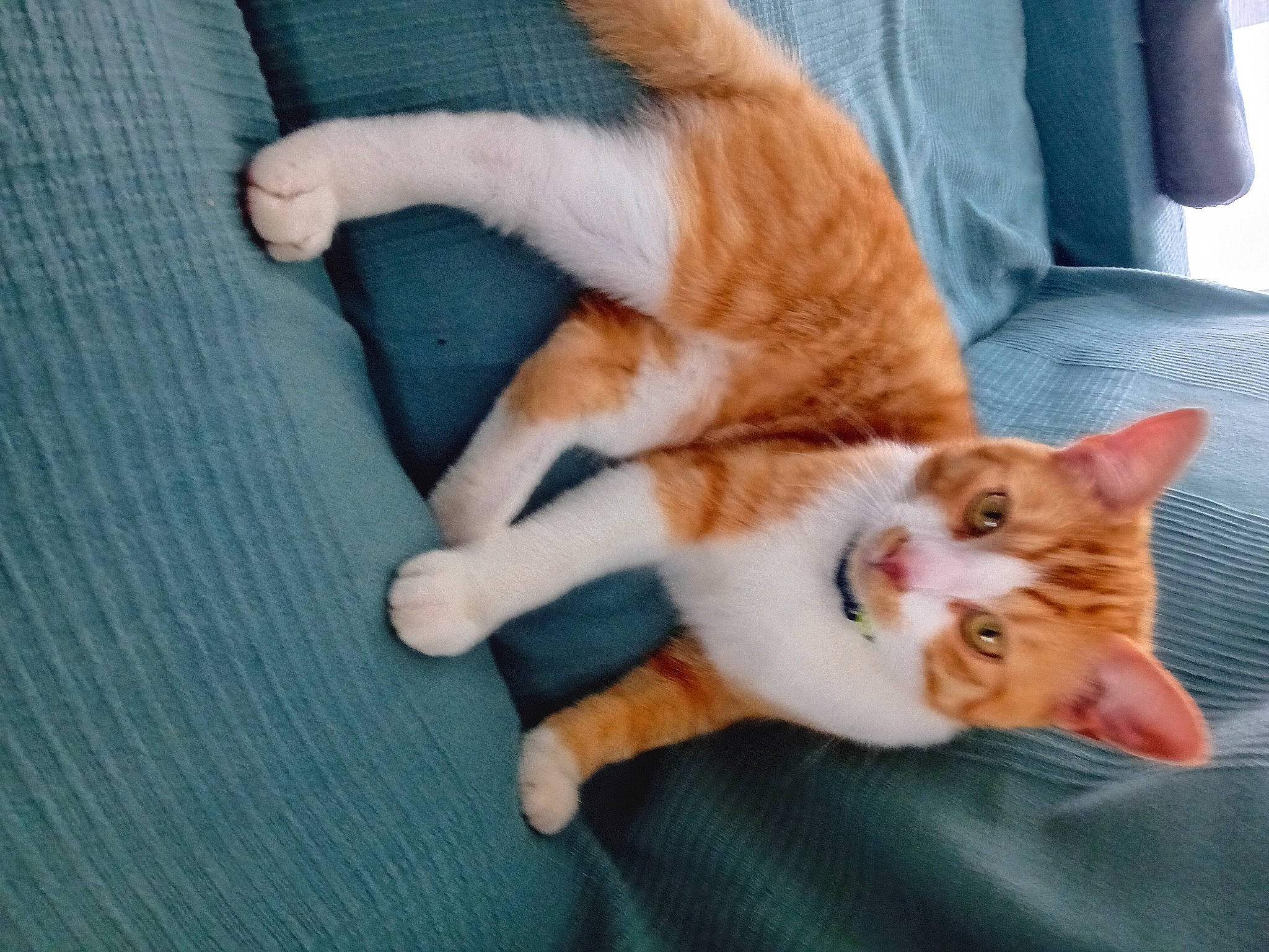 Spirou a rejoint le concours — aidez-le/la à gagner de superbes lots ! canidae, carnivore, cat, claw, comfort, companion_dog, dog_breed, domestic_short_haired_cat, fawn, felidae, flooring, foot, fur, human_leg, paw, small_to_medium_sized_cats, snout, tail, whiskers, wood