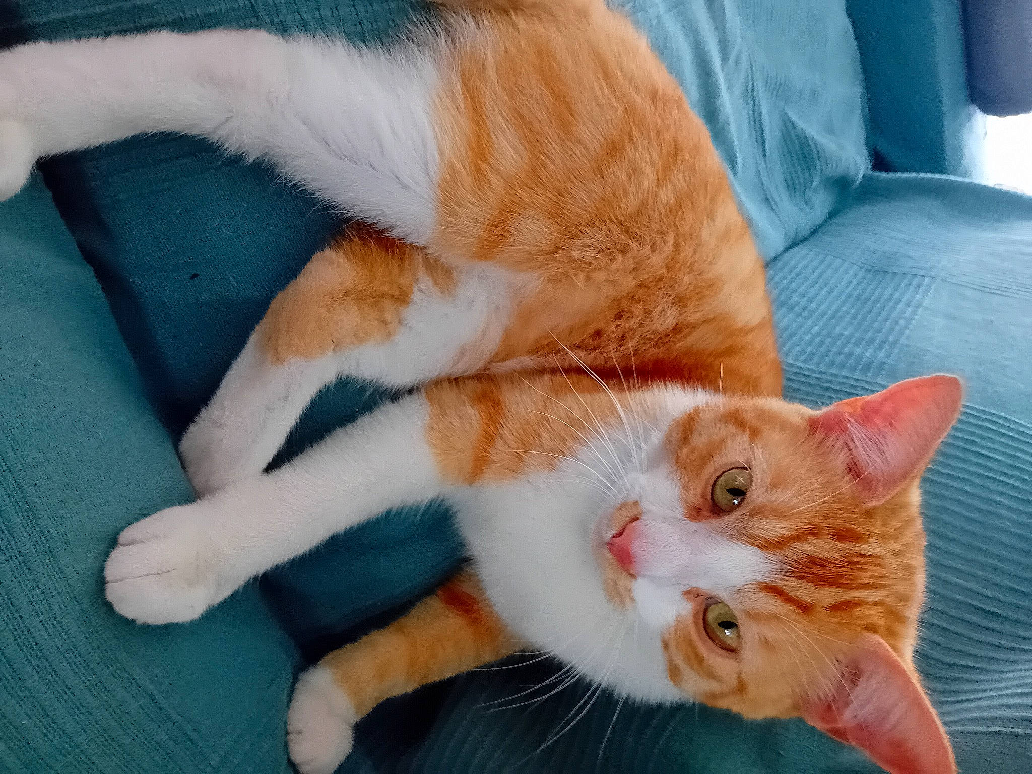 Spirou a rejoint le concours — aidez-le/la à gagner de superbes lots ! carnivore, cat, claw, close_up, comfort, domestic_short_haired_cat, ear, eye, fawn, felidae, foot, fur, human_leg, mammal, paw, pillow, small_to_medium_sized_cats, tail, vertebrate, whiskers