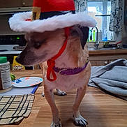 Julio is registered to the contest to win money with this photo: dog, small_dog, hat, red_hat, kitchen, counter, curious, pet, indoor, brown_dog, collar, purple_collar, table, wooden_surface, curtains, window, household_items, domestic, animal, companion