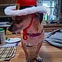 dog, small_dog, hat, red_hat, kitchen, counter, curious, pet, indoor, brown_dog, collar, purple_collar, table, wooden_surface, curtains, window, household_items, domestic, animal, companion