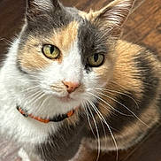 Calie is registered to the contest to win money with this photo: animal, black_fur, calico_cat, cat, closeup, collar, cute, feline, green_eyes, indoors, long_whiskers, looking_at_camera, orange_collar, orange_fur, pet, portrait, standing, whiskers, white_fur, wooden_floor