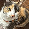 animal, black_fur, calico_cat, cat, closeup, collar, cute, feline, green_eyes, indoors, long_whiskers, looking_at_camera, orange_collar, orange_fur, pet, portrait, standing, whiskers, white_fur, wooden_floor