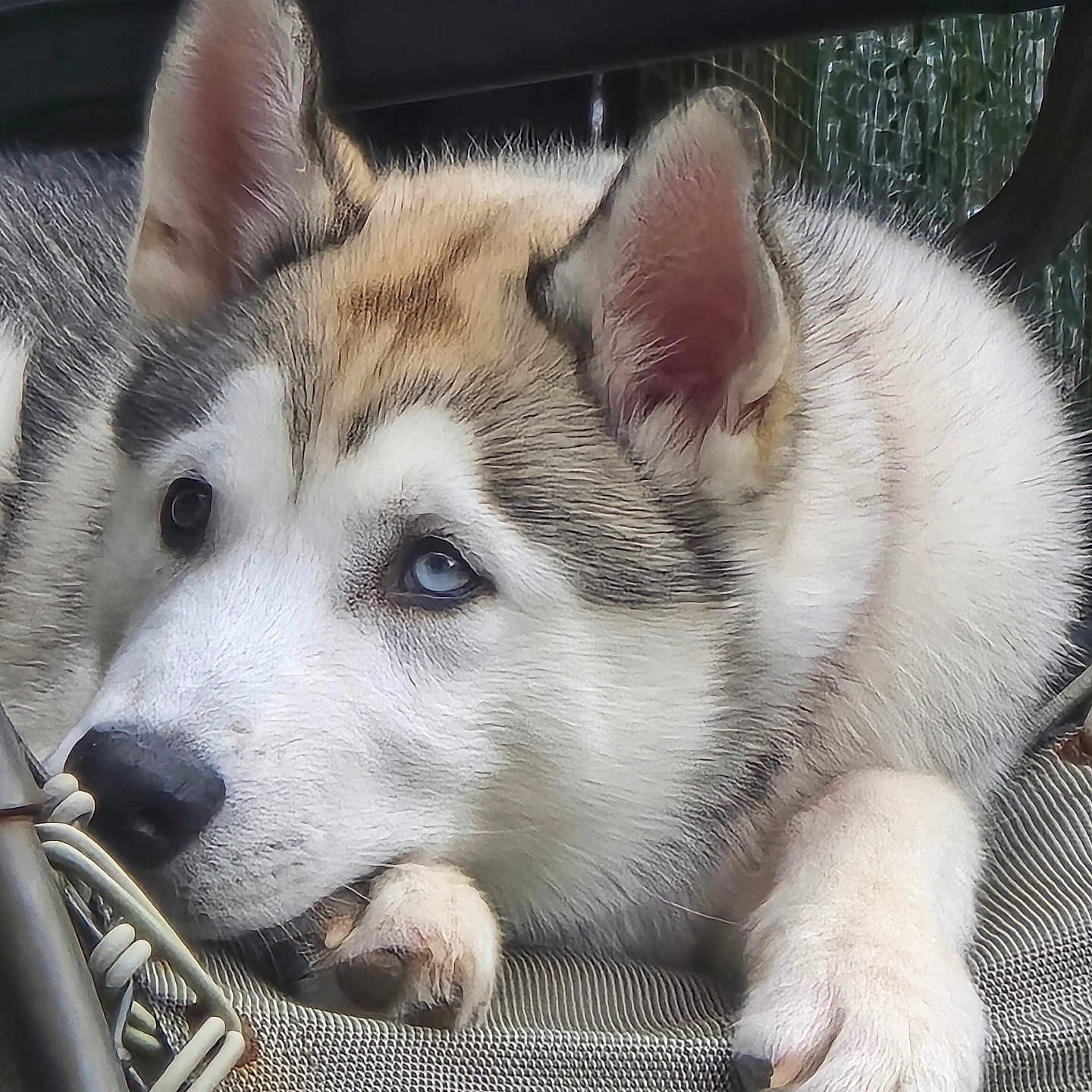 Ahsoka is registered to the contest to win money with this photo: alloywheel, animal, canine, car, carwheel, dog, eskimodog, husky, machine, pet, puppy, snout, spoke, tire, transportation, vehicle, wheel, whitedog