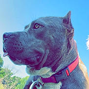 Cora is registered to the contest to win money with this photo: dog, pet, collar, leash, outdoor, sky, greenery, calm, side_profile, close_up, animal, mammal, canine, tongue_out, summer, daylight, nature, grass, blue_sky, portrait