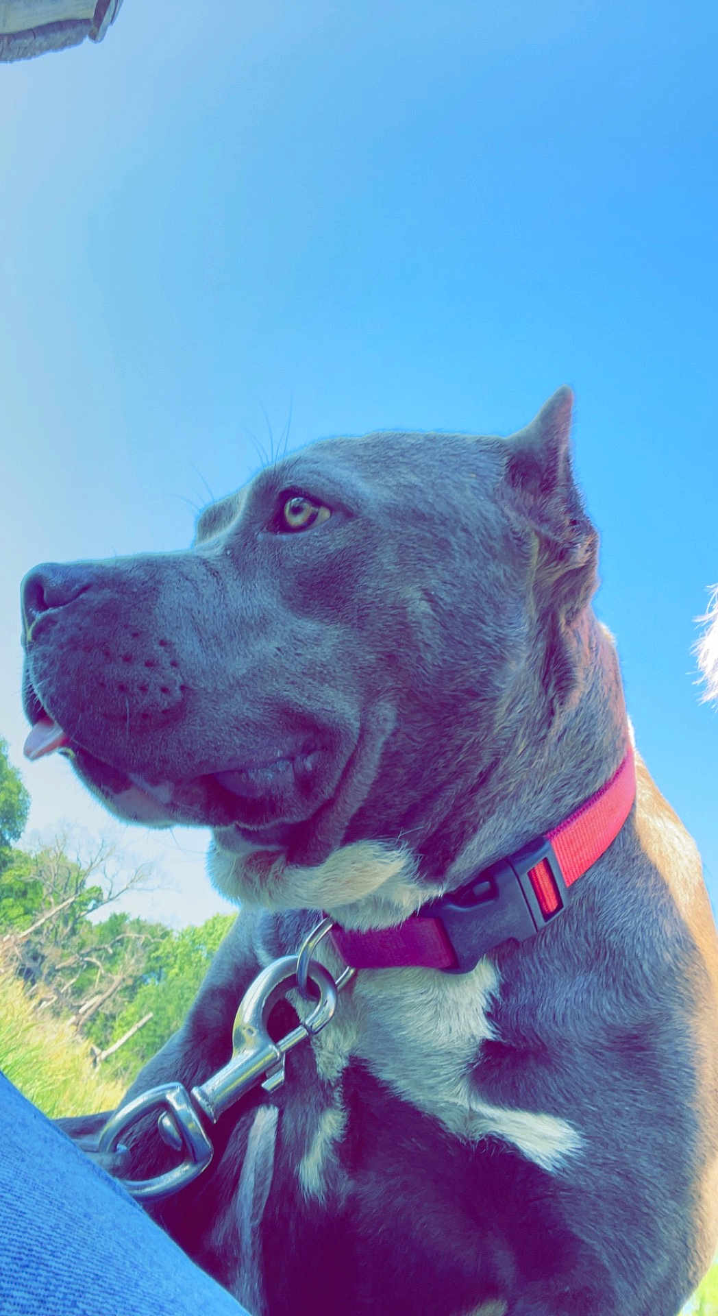 Cora is registered to the contest to win money with this photo: dog, pet, collar, leash, outdoor, sky, greenery, calm, side_profile, close_up, animal, mammal, canine, tongue_out, summer, daylight, nature, grass, blue_sky, portrait