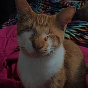 Red joined the competition — help win amazing prizes! cat, ginger_cat, white_fur, pet, indoor, blanket, bed, feline, animal, whiskers, ears, sitting, fur, domestic_cat, cute, cozy, resting, soft, closeup, portrait