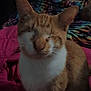 cat, ginger_cat, white_fur, pet, indoor, blanket, bed, feline, animal, whiskers, ears, sitting, fur, domestic_cat, cute, cozy, resting, soft, closeup, portrait
