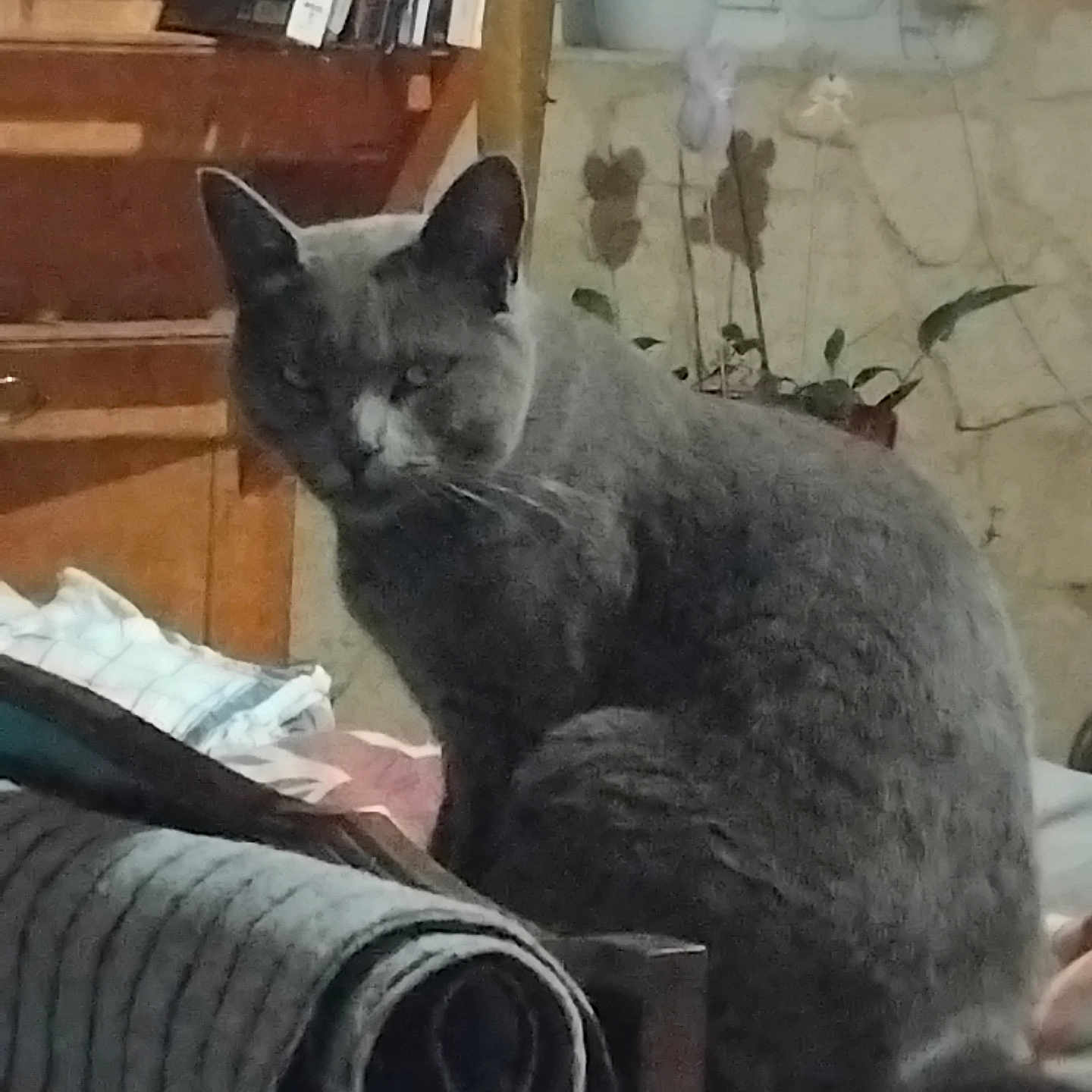Chanel a rejoint le concours — aidez-le/la à gagner de superbes lots ! cat, grey_cat, indoor, bed, blanket, rolled_blanket, wooden_cabinet, books, potted_plant, plant, furniture, cozy, pet, animal, sitting, feline, domestic, quiet, resting, home