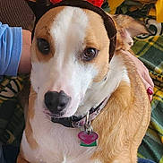 Noodles joined the competition — help win amazing prizes! dog, reindeer_antiers, pet, animal, brown_and_white, collar, tag, person, hand, lap, blanket, plaid, indoor, canine, cute, festive, holiday, cozy, sitting, looking