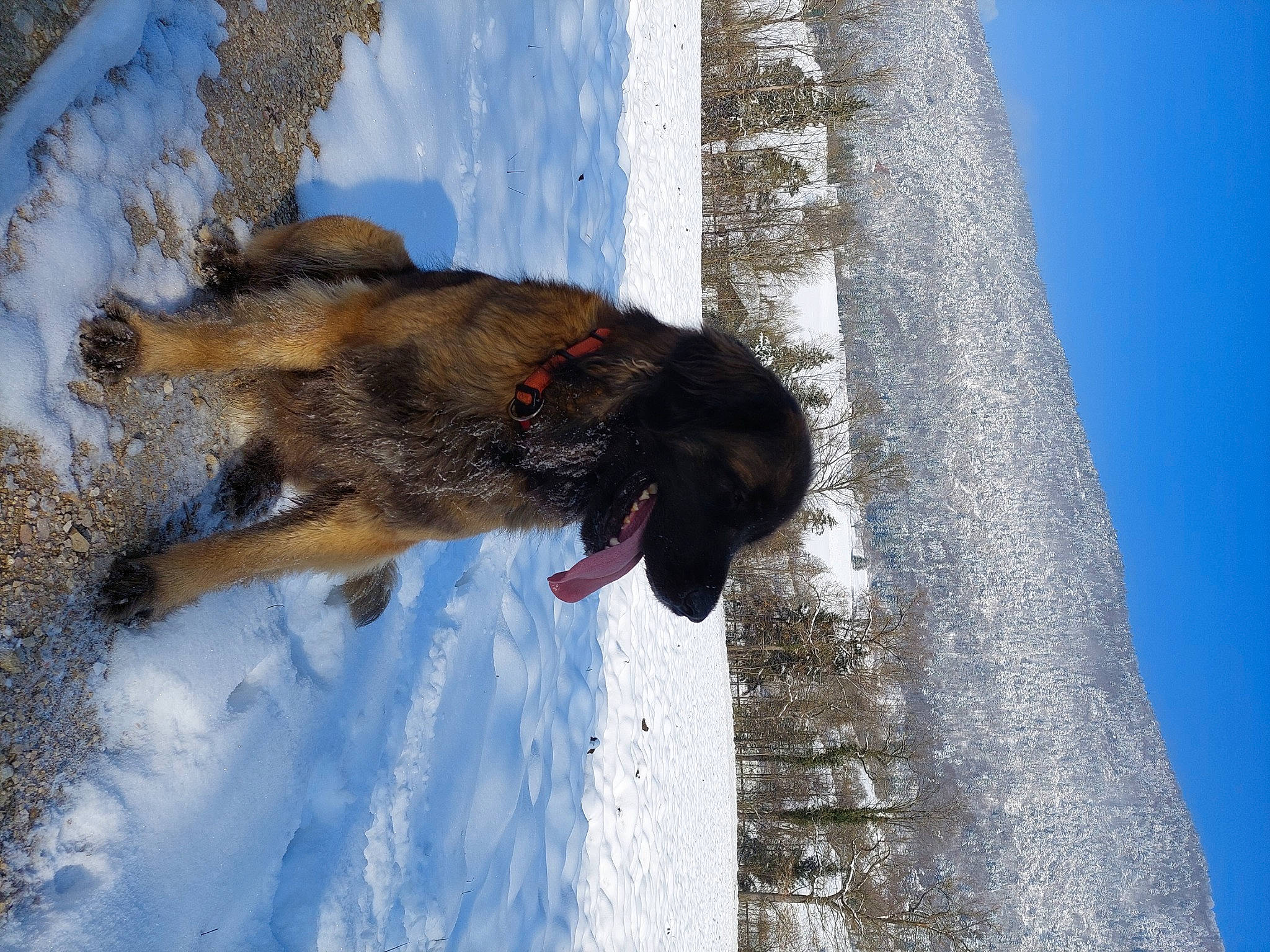 Polka participe au concours pour gagner de l'argent avec cette photo : canidae, carnivore, collar, dog, dog_breed, dog_collar, freezing, fun, fur, recreation, sky, slope, snout, snow, sporting_group, tail, water, window, winter, working_animal