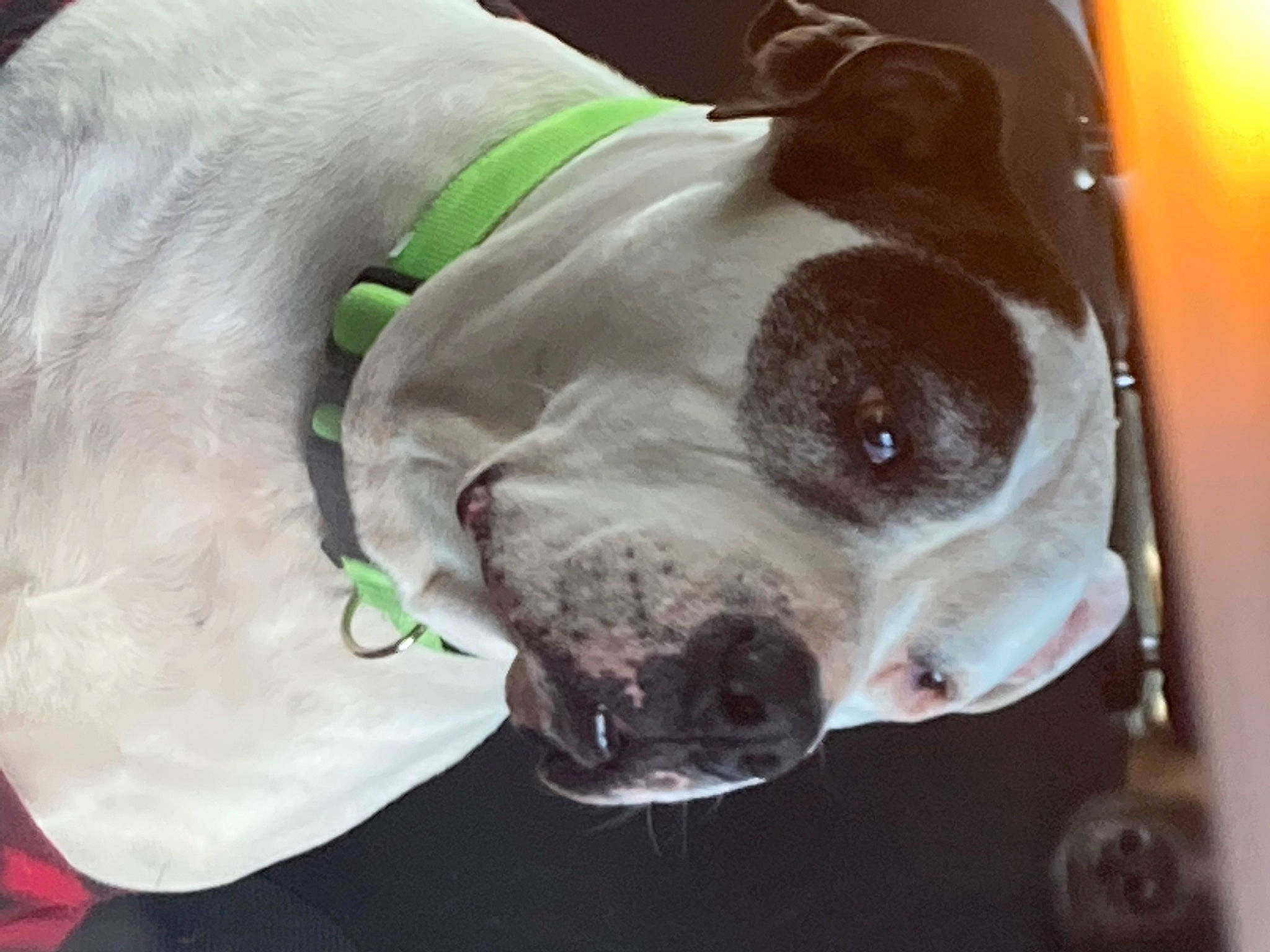 Papaya is registered to the contest to win money with this photo: canidae, carnivore, close_up, collar, companion_dog, dog, dog_breed, dog_collar, ear, fang, fawn, fur, jaw, liver, non_sporting_group, pet_supply, snout, sporting_group, whiskers, working_animal