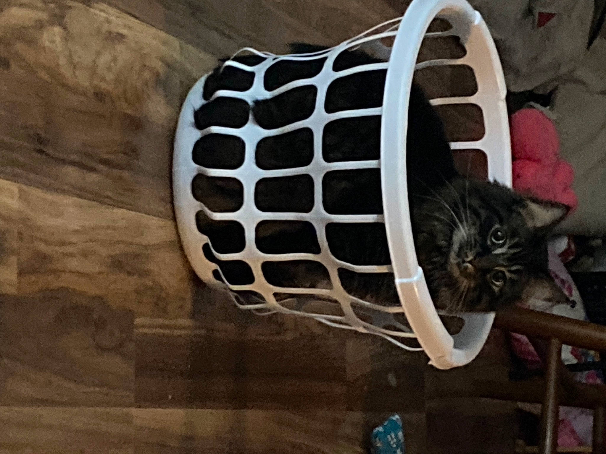 Merlin joined the competition — help win amazing prizes! automotive_tire, automotive_wheel_system, bicycle_tire, bicycle_wheel, cat, felidae, outdoor_shoe, plant, rim, synthetic_rubber, tail, tints_and_shades, tire, tread, tree, walking_shoe, wall, wheel, whiskers, wood