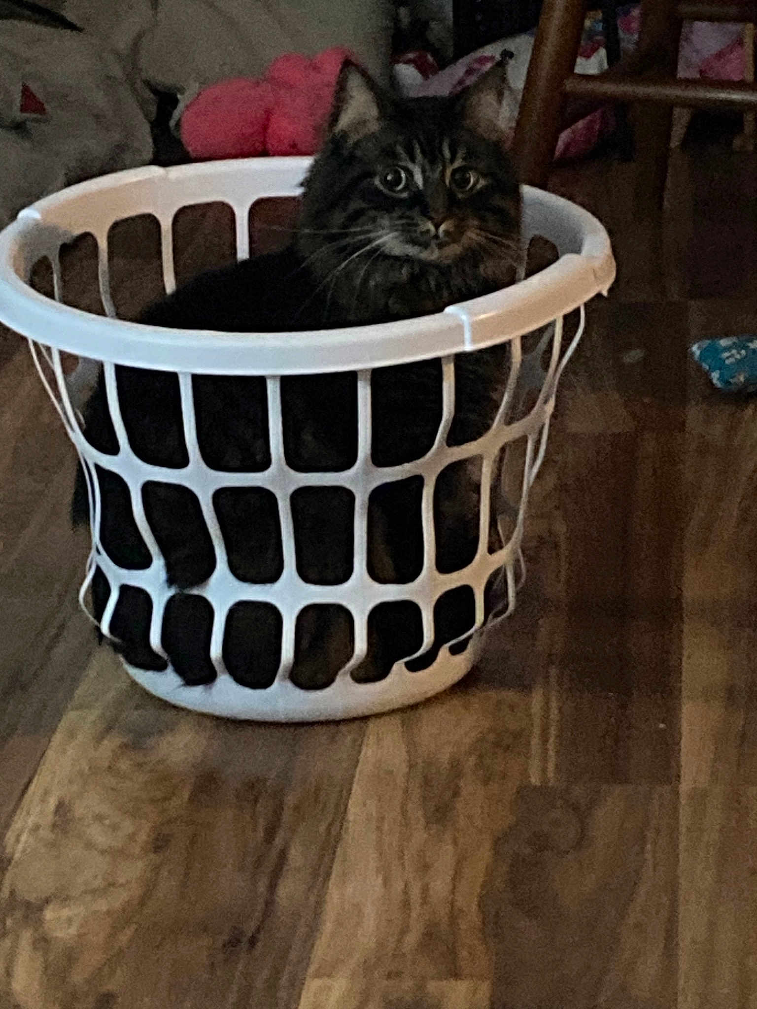 Merlin