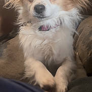 Mocha joined the competition — help win amazing prizes! dog, small_dog, fluffy, pet, animal, indoor, couch, fur, ears, eyes, collar, cute, domestic_animal, companion, sitting, portrait, looking, attention, furniture, home