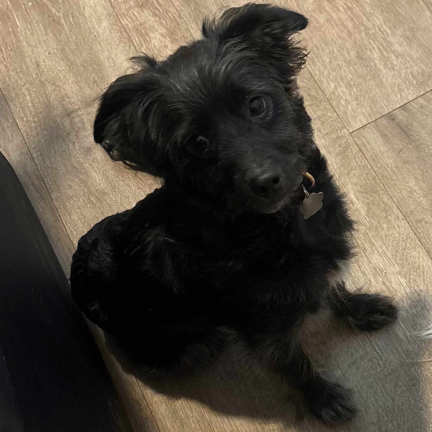 Lucky is registered to the contest to win money with this photo: dog, black_dog, pet, animal, indoor, wooden_floor, curious, sitting, cute, fluffy, collar, looking_up, domestic_animal, companion, canine, furry, small_dog, flooring, portrait, young_dog