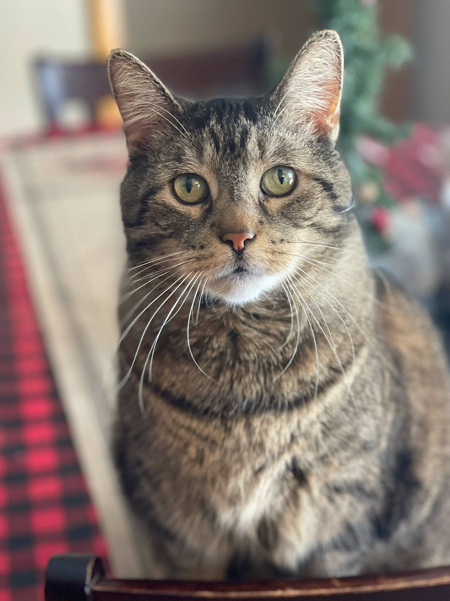 Dory joined the competition — help win amazing prizes! carnivore, cat, domestic_short_haired_cat, felidae, fur, pattern, paw, plaid, small_to_medium_sized_cats, snout, tartan, terrestrial_animal, tree, whiskers, window