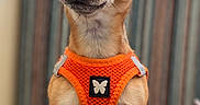 Ulysse a rejoint le concours — aidez-le/la à gagner de superbes lots ! dog, chihuahua, pet, canine, portrait, standing, orange_harness, large_ears, brown_fur, short_hair, dark_eyes, black_nose, indoor, home, blurred_background, striped_curtain, table, fashionable, cute, alert