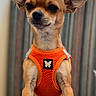 dog, chihuahua, pet, canine, portrait, standing, orange_harness, large_ears, brown_fur, short_hair, dark_eyes, black_nose, indoor, home, blurred_background, striped_curtain, table, fashionable, cute, alert