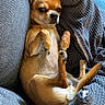 Ulysse a rejoint le concours — aidez-le/la à gagner de superbes lots ! dog, small_dog, chihuahua, tan_dog, pet, animal, belly_up, lying_down, raised_paws, relaxed, sleepy, funny, cute, couch, sofa, blanket, cushions, indoor, cozy, portrait