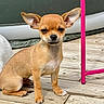 Ulysse participe au concours pour gagner de l'argent avec cette photo : dog, chihuahua, puppy, small_dog, tan_fur, sitting, outdoor, deck, wooden_floor, pink_chair, large_ears, pointed_ears, black_nose, brown_eyes, short_hair, pet, canine, portrait, backyard, daylight