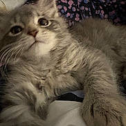 Daphne is registered to the contest to win money with this photo: kitten, cat, gray, fluffy, pet, indoor, blanket, patterned_blanket, whiskers, paw, fur, cute, animal, domestic_cat, relaxed, closeup, young_cat, soft, cozy, curious