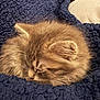 kitten, cat, sleeping, fluffy, fur, blanket, blue_blanket, cozy, resting, cute, pet, animal, closeup, indoor, soft, whiskers, ears, face, peaceful, relaxation