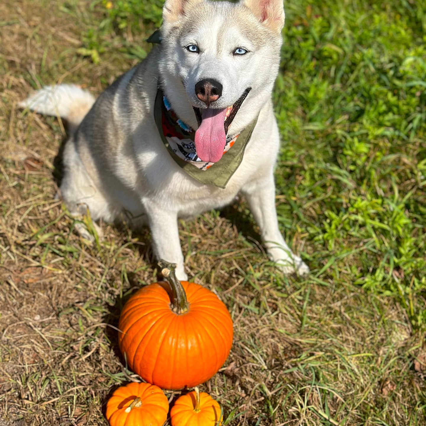 Denali joined the competition — help win amazing prizes! animal, ball, canine, dog, food, football, grass, husky, outdoors, pet, plant, produce, pumpkin, puppy, soccer, soccerball, sport, squash, vegetable, whitedog