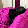 Saki participe au concours pour gagner de l'argent avec cette photo : animal, bed, black_cat, cat, cozy, curious, domestic_animal, feline, furniture, home, indoor, magenta_bedspread, mirror, pet, portrait, relaxing, resting, sleeping_area, wardrobe, yellow_eyes