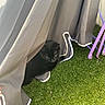 animal, artificial_grass, black_cat, cat, curtain, domestic_animal, feline, grass, green, hiding, metal, nature, outdoor, pet, playful, purple_chair, quiet, resting, shade, shadow