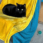 Saki participe au concours pour gagner de l'argent avec cette photo : black_cat, cat, blanket, yellow_blanket, blue_blanket, chair, wooden_floor, toy_ball, green_ball, indoor, pet, feline, relaxing, domestic_animal, fur, animal, household, cozy, resting, comfort